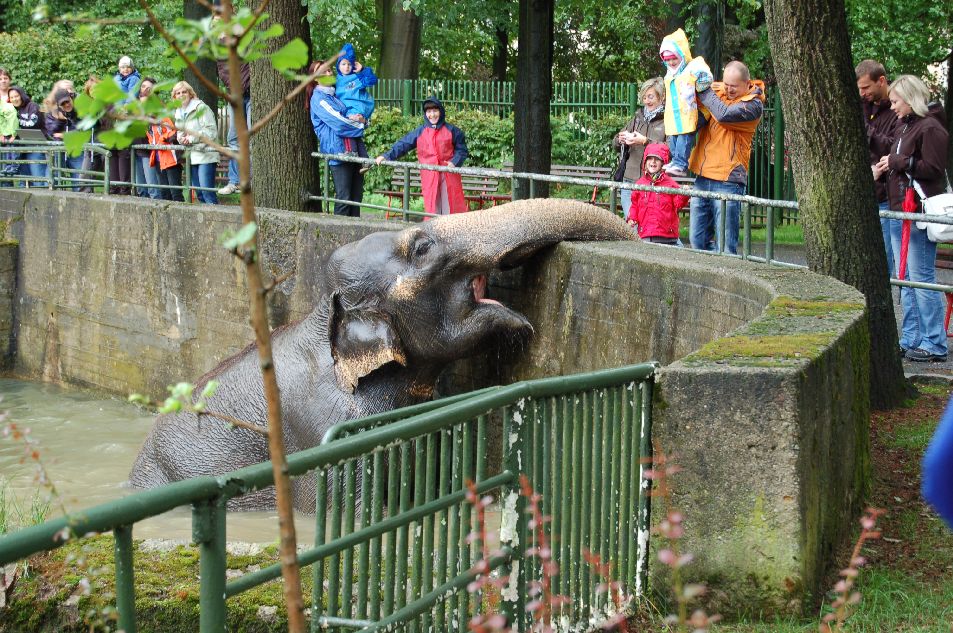 Slon se trochu rozdovdl