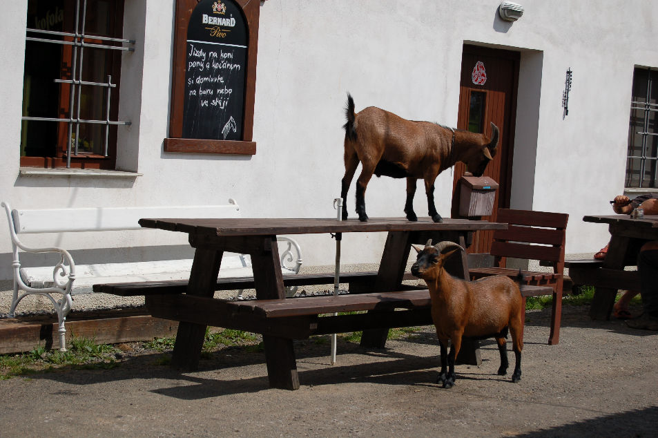 Koza na stole