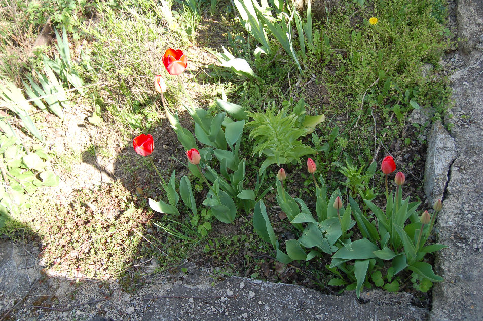 Tulipny