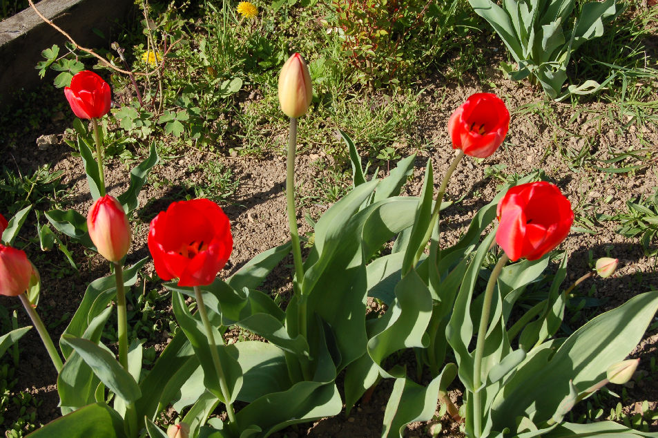 Tulipny detail