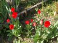 Nhled: Tulipn detail